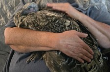 6- Hatching Eggs - Heritage Bronze Turkey