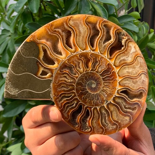 433G Rare! Natural Tentacle Ammonite FossilSpecimen Shell Healing Madagas - 第 9/13 張圖片