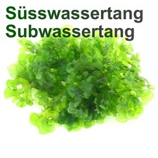 Pellia Moss, Subwassertang Round , Home Aquarium grown, Green and Healthy