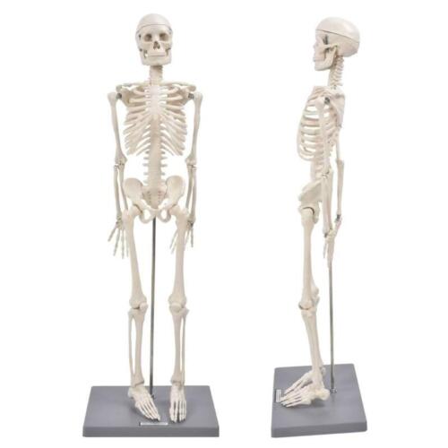 Modelo de esqueleto humano tamaño natural con base de varilla de soporte anatomía médica 85 cm - Imagen 1 de 12