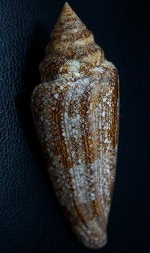 Conus gloriamaris 141 mm F+++ MONSTER Größe, HOCHWERTIG "näher an 6 Zoll" - Bild 3 von 16