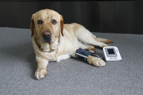 CONTEC08A-VET Veterinary Blood Pressure Monitor sphygmomanometer NIBP PCsoftware - Picture 2 of 12