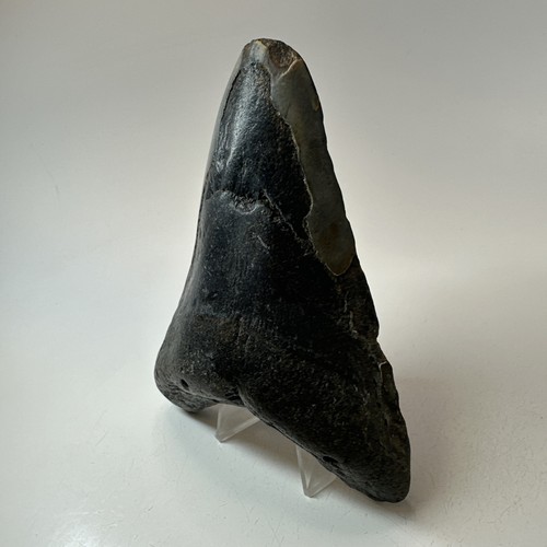 Megalodon Shark Tooth 5.00 Inch - Black - Lower Jaw Fossil - Real Teeth 19737 - Picture 2 of 8
