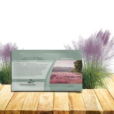 100 Seeds Pink Muhly Drought Tolerant Xeriscape Ornamental Grass Plant Seed