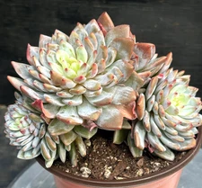 Imported Succulent live plant gift Rare Succulent Echeveria Lavender Star #57