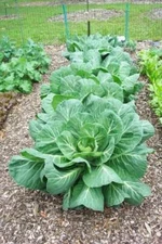 Morris Heading Collards Seeds  | NON-GMO | Heirloom | Fresh Garden 2025 Season