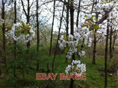 PHOTO  BIRD CHERRY IN BLOOM IN BRANDON WOOD BIRD CHERRY (PRUNUS PADUS) IN FLOWER