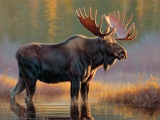 Autumn Sentinel - 1 of 1 - 18" x 24" Fine Art Print - Bull Moose Wildlife