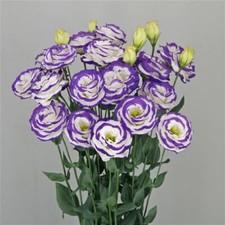 Lisianthus Seeds Lisianthus Arosa 3 Blue Picotee Cut Flower