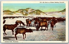 1952 Elk Herd Winter Feeding Grounds Jackson Hole Wyoming VINTAGE Postcard