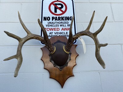 12 Pt IOWA whitetail deer Pope & Young 140 Double Flyer Arrowhead Plaque Mount 