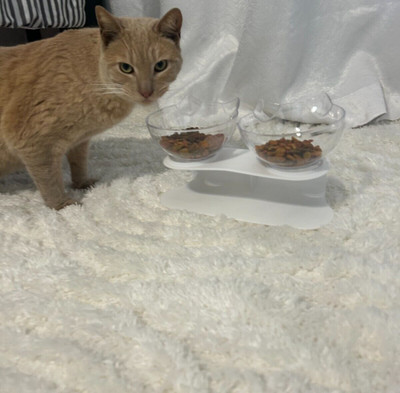 Double Plastic Purrbowl Orthopedic Anti-vomiting Cat Feeder White  ClearNew 2024