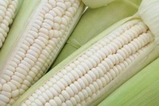 50 White Corn Seeds for Planting 