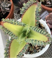 Rare Kalanchoe Succulent Mother Of Thousands ROOTED Cutting