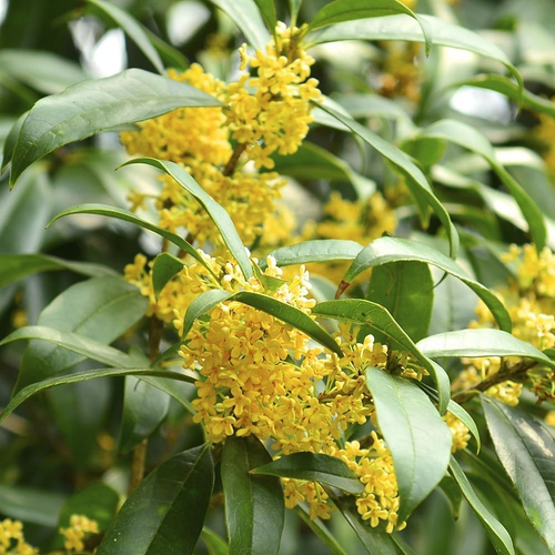 10 Stück Osmanthus Fragrans-Samen, Stark Duftende Baumpflanze, Garten- Und Hofde - Bild 12 von 13