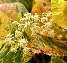 Yellow Fire Croton, Variegated Croton, Codiaeum Variegatum - 5 Seeds 2024 - USA