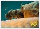 JERSEY 2026 Jersey's Pollinators - Bees Sheet MNH