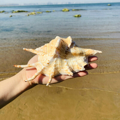 Natural Seven Angle Conch Shell Sea Snail Aquarium Fish Tank Home Decor