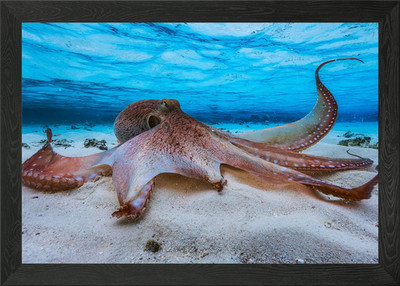 Oktopus gerahmtes Wandbild Poster Leinwanddruck Bild