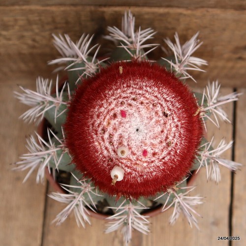 M97 MELOCACTUS BEHIENSIS VERY OLD pot17-H25-W17 cm MaMa Cactus - Picture 3 of 4