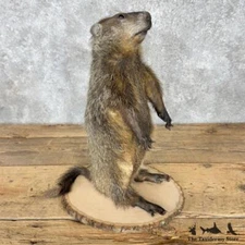 #30191 E | Woodchuck Life-Size Taxidermy Mount For Sale