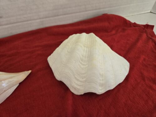 Large Natural Seashells - Nautical, Beach, Seaside Decoration FREE SHIPPING - Picture 4 of 14
