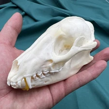 Real Raccoon Skull, Taxidermy Real Animal Skull, Real Bone Specimen,Special Gift