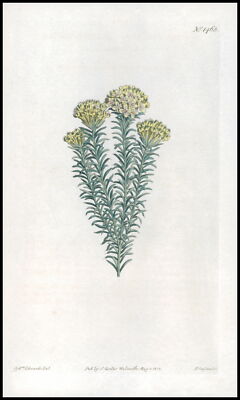 1808 CURTIS Botanical GNIDIA IMBERBIS Smooth-Scaled Gnidia Pl 1463 (CB2/66)