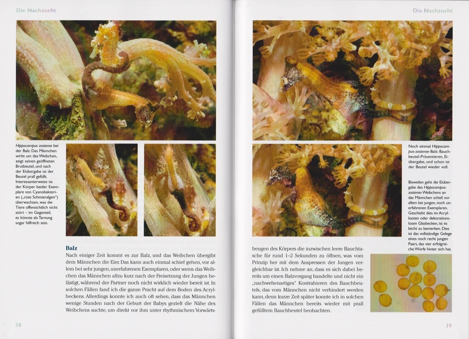 Thumbnail - Art Für Art 14. Florida-zwergseepferdchen Daniel Knop