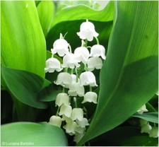 Convallaria Lily of the Valley Spring Garden Perennial Root White Flower Plant