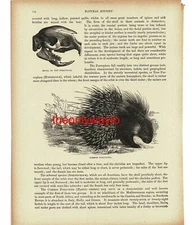 Common Porcupine, Book Illustration (Print), 1896