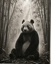 Giant Panda Misty Bamboo Forest Black White Photo Art Print