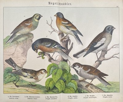 Antique Graphic Fauna: Conebills Birds Finches Original - Lithograph c.1880
