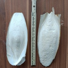 5 gro&szlig;e Sepiaschalen, ca. 15 - 20 cm (ca. 150 Gramm) / 1A TOP Qualit&auml;t / Kalzium