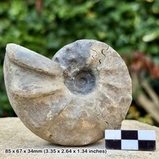 SELTENER 3" Ceratite Laevigatus Fossil Ammonit - Mittlere Trias, Frankonia,