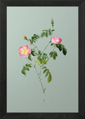 Pink Austrian Copper Rose Framed Wall Art Poster Canvas Print Picture