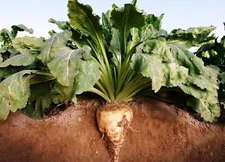 Beets Sugar Beet    250 seeds