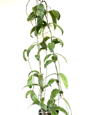 Hoya  sp. sabah GPS 7950 well rooted. Rare.