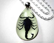 Glow in the Dark Black Scorpion Necklace, Heterometrus Spinifer, Oddities