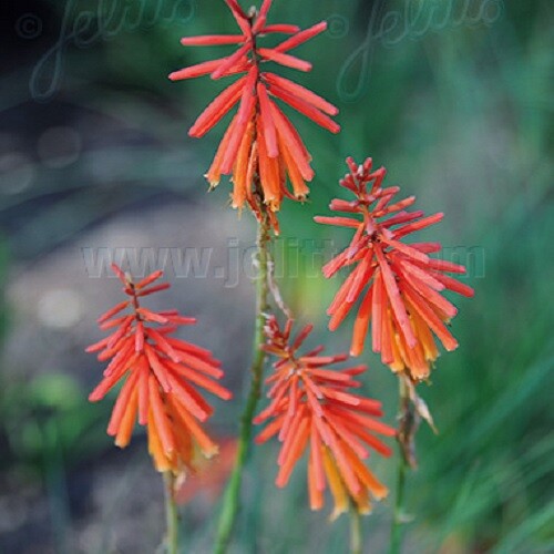 Kniphofia triangularis / Dwarf Red Hot Poker / Hardy Perennial / 20 ...