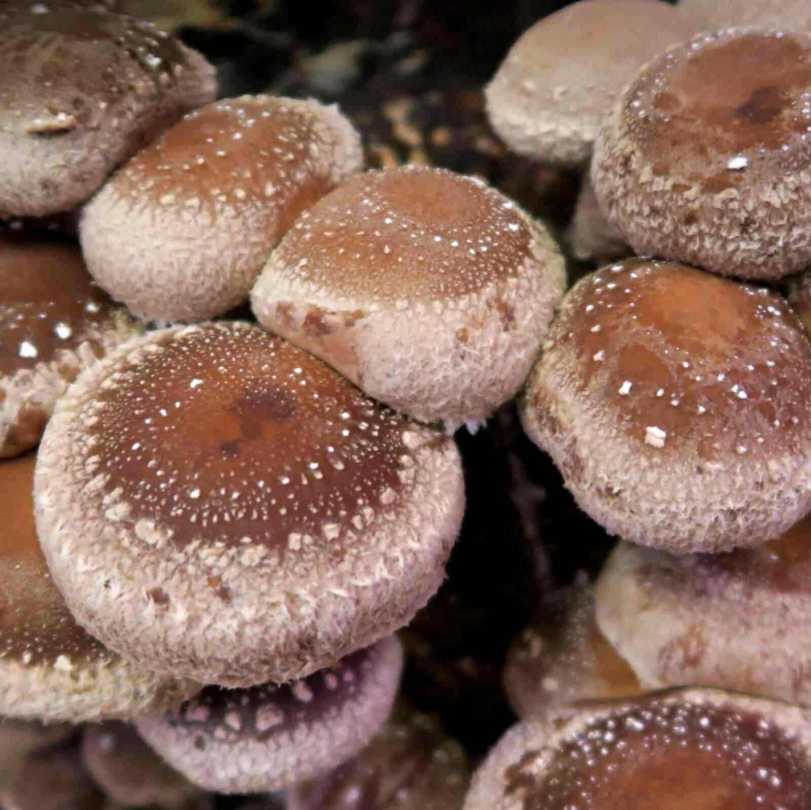 Shiitake Lentinula edodes Edelpilz Pilz Zucht Pilze einfach selber