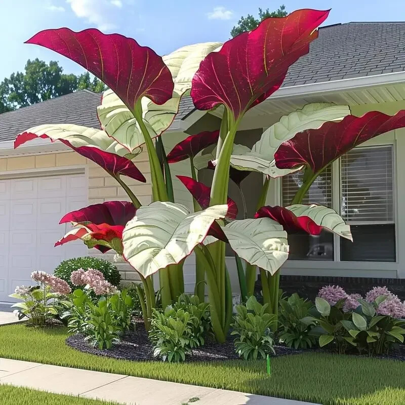 10 Pcs Canna Taro Plant Seeds Garden Perennial Flowers Plants Seeds | eBay