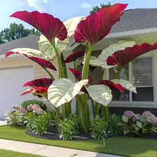 10 Pcs Canna Taro Plant Seeds Garden Perennial Flowers Plants Seeds