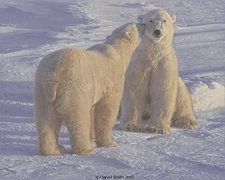 "Season's Greetings" Daniel Smith Western Fine Art Giclee Canvas - Polar Bears