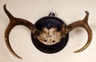 Beautiful 6ender Red Deer Antlers on Trophy Board Red Deer Trophy