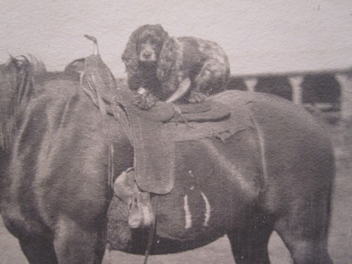 ANTIGUA SILLA ARTÍSTICA COCKER SPANIEL A CABALLO BFF ANIMAL AMOR AMOR GIDDY UP FOTO - Imagen 4 de 5