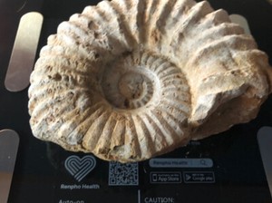 Madagascar Ammonite Fossil Nautilus