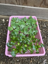 15 MIX Water Hyacinth Lettuce Koi Pond Floating Plants Algae Medium 2-4 Fish