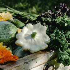 Heirloom Early White Scallop, Patty Pan, Bush, Summer Squash Seed