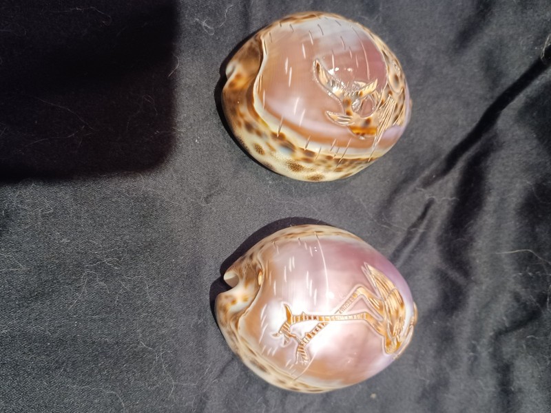 Carved Tiger Cowrie Sea Shells ~ Fish And Flamingo Lot of 2